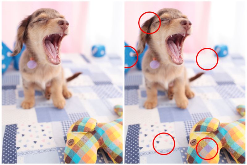 99% of People Can't Spot All 5 Differences - Can You?