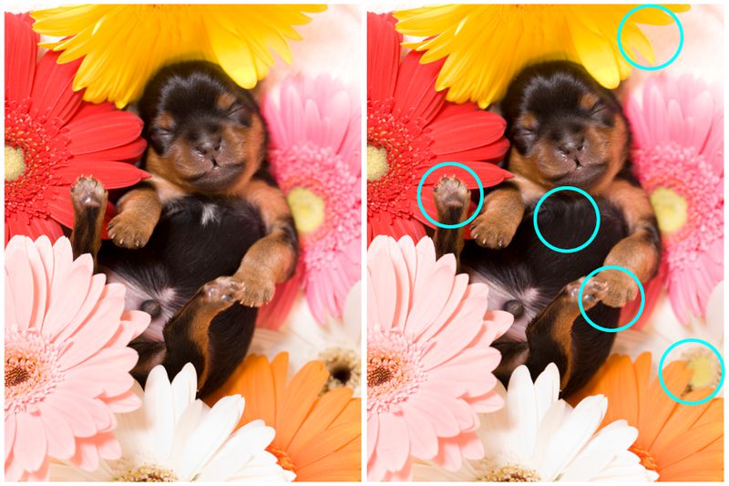 99% of People Can't Spot All 5 Differences - Can You?