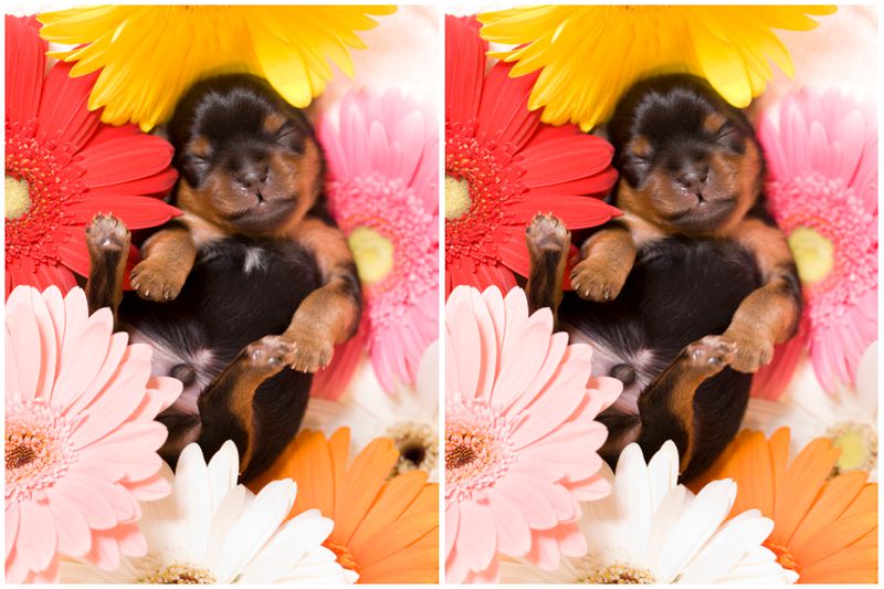 99% of People Can't Spot All 5 Differences - Can You?