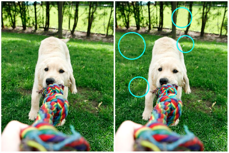 99% of People Can't Spot All 5 Differences - Can You?