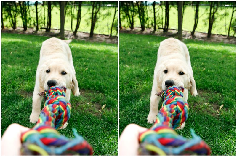 99% of People Can't Spot All 5 Differences - Can You?