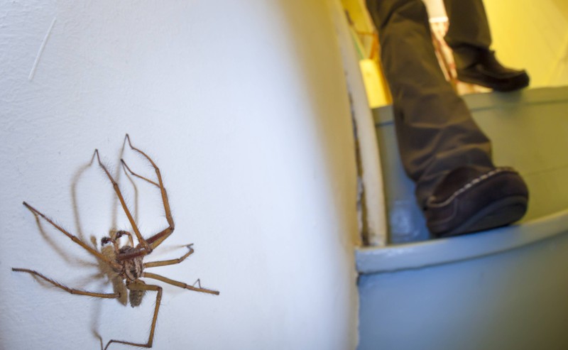 A spider in an apartment about to scare a person.