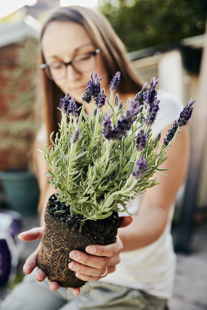 The plant that keeps spiders out of your home is called lavender.