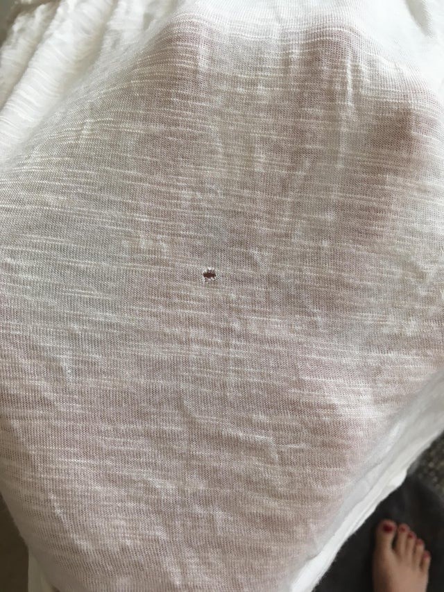 The little holes are common in t-shirts.