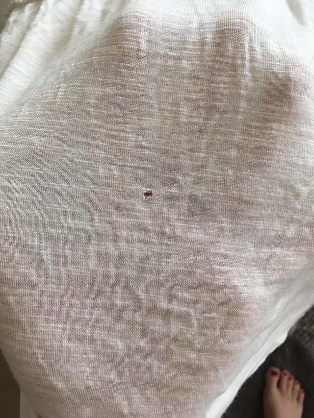 Where do those annoying little holes in your t-shirt come from?