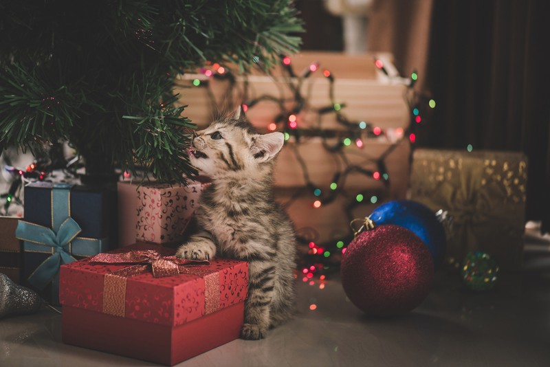 A woman thought her boyfriend's cat made her a present.