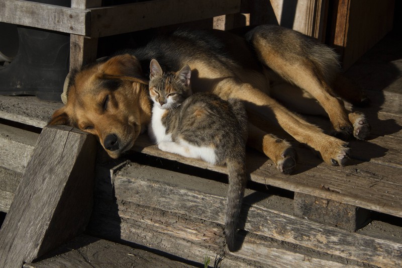 A dog and a kitten cuddle.