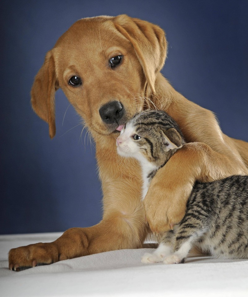 A dog carefully cleans a kitten.