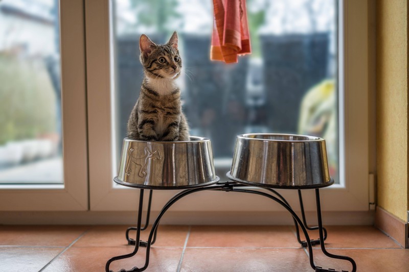 A sweet stray kitten sits in a dog bowl.