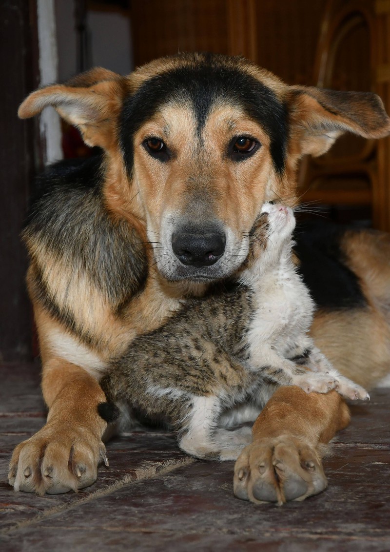 The female dog protects the stray kitten.