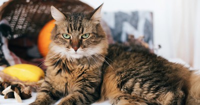 Quiz: How Much Do You Know About Cats?