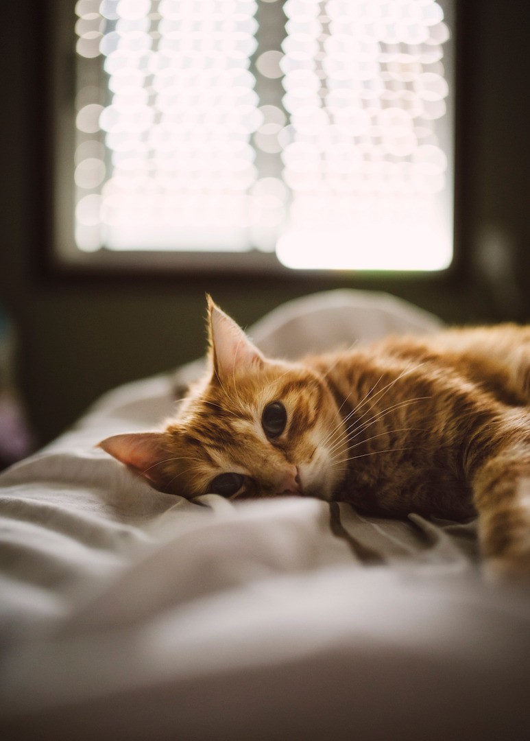 5 Signs Your Cat Is Lonely