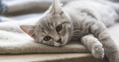 5 Signs Your Cat Is Lonely