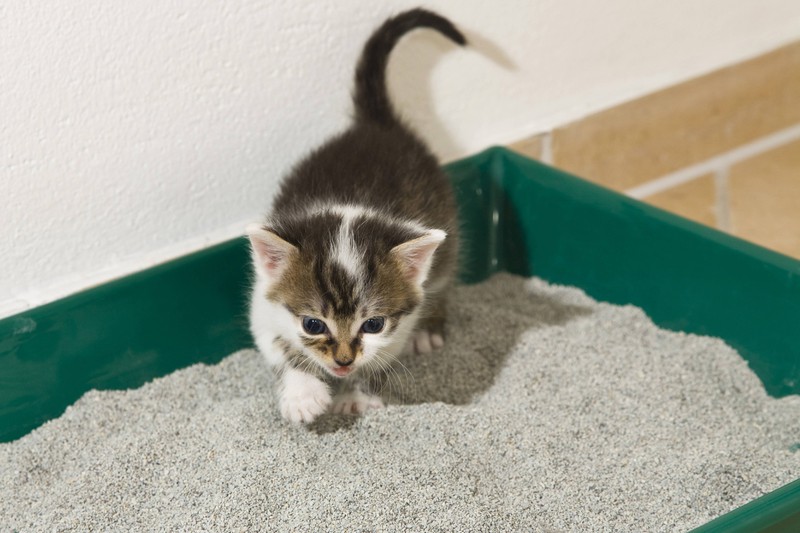 If your cat starts peeing everywhere but in its litter box, it might experience loneliness.