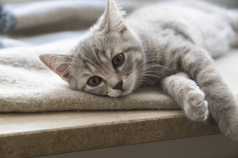 There are 5 signs that show you if your cat is lonely.