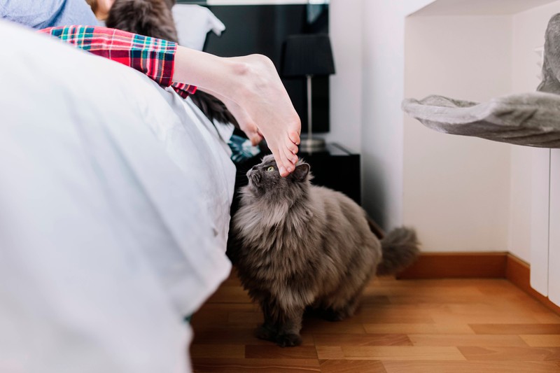 A cat is ready to attack its human's feet.