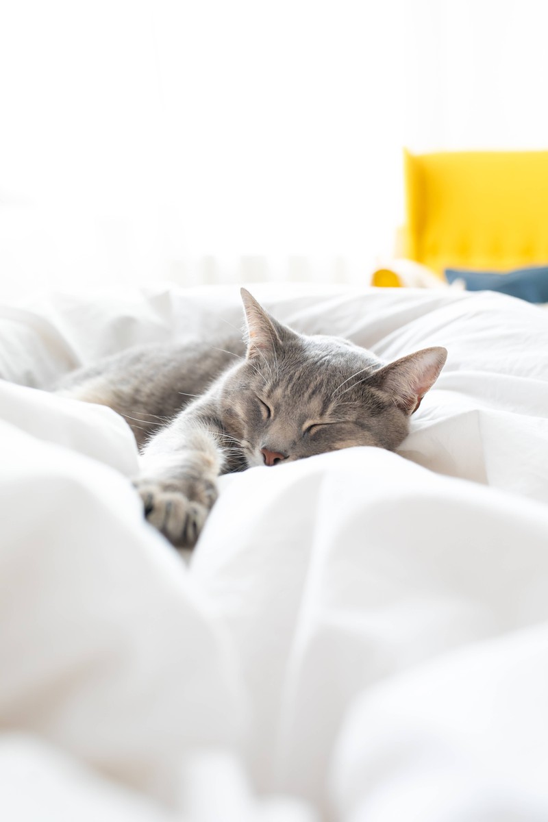 A cat sleeps cozily in a bed.