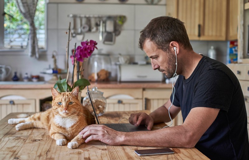 A cat wants to be close to its owner.