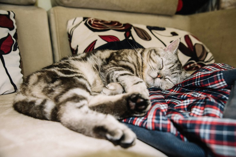 An adorable cat is sleeping on a bed.