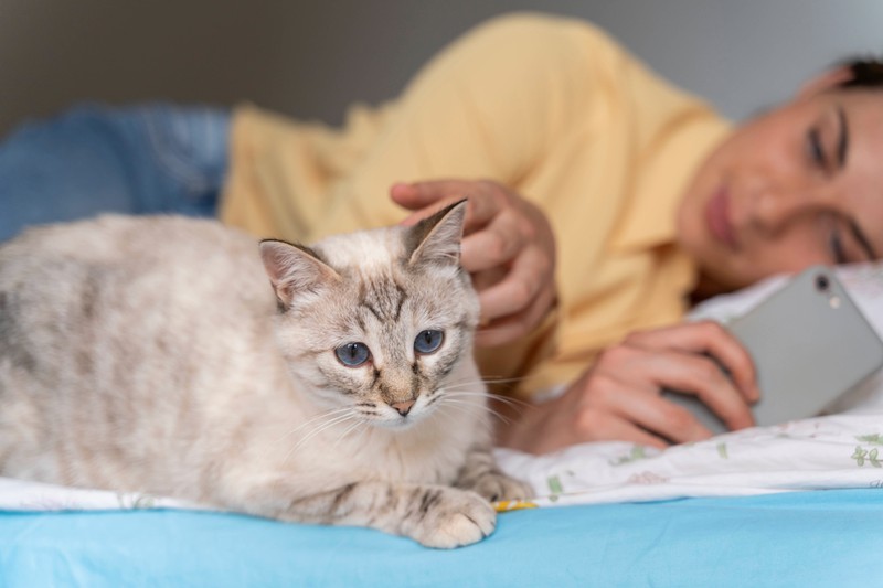 Cat enjoys lying next to its human in bed.