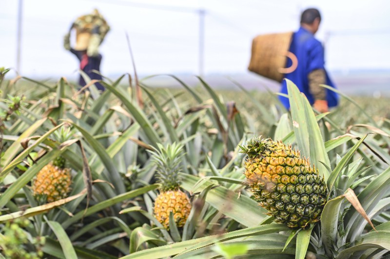 Most people don't know that pineapples grow close to the ground.