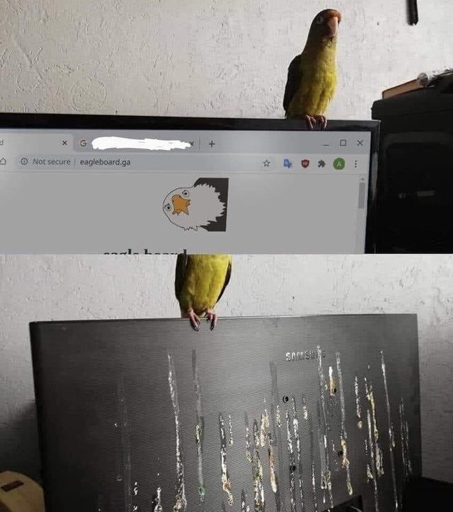 A bird poops onto a screen, which is very regrettable.