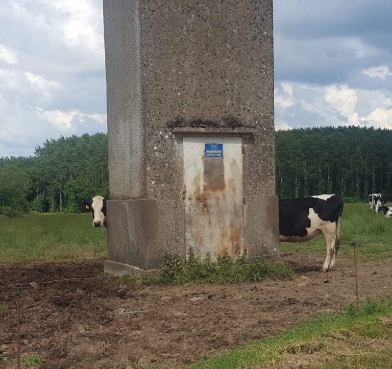 A cow making a confusing picture with another cow.