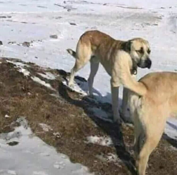 Two dogs showing an optical illusion