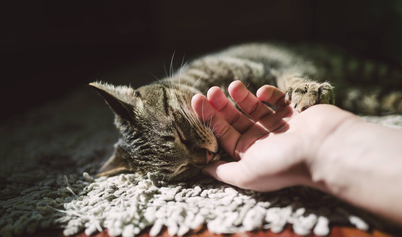 A cat shows that it is extremely attached to its humans.