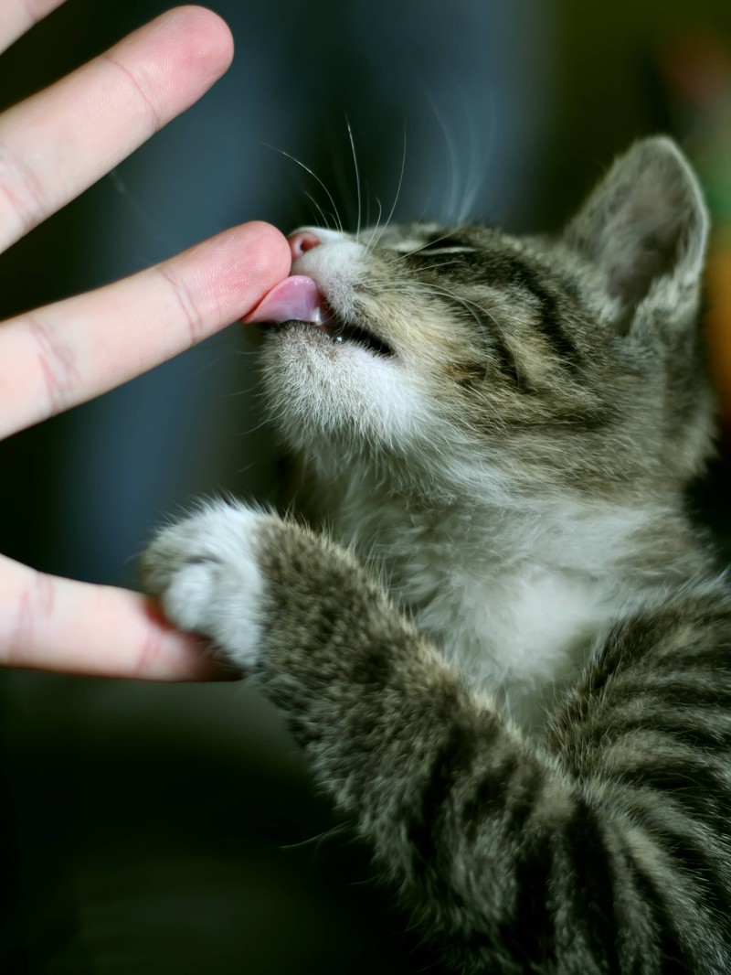 Cats express their love by "cleaning" their humans, that is, by licking them.
