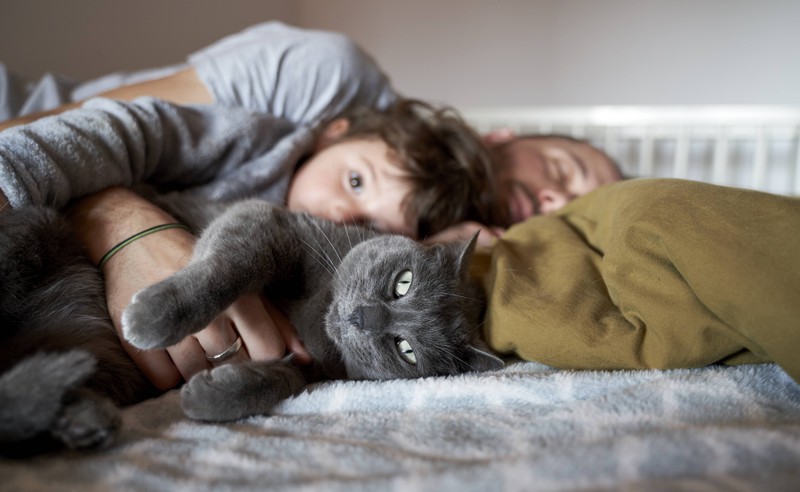 Cats love their owners when they sleep in the same bed as them.