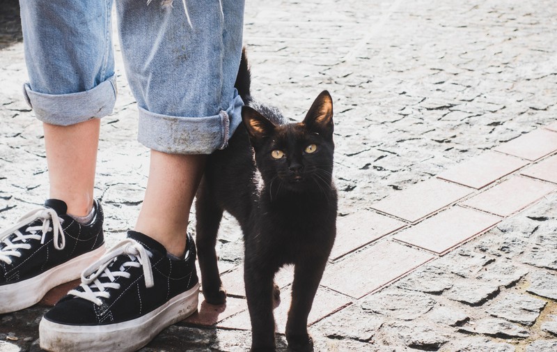 Cats show their love by stroking people around their legs.