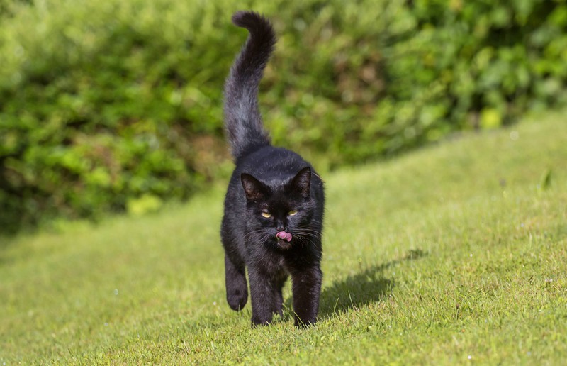 The position of the cat's tail reveals whether it likes its human counterpart.