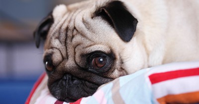 Head Pressing In Dogs And Cats: A Warning Sign Of Potential Illness