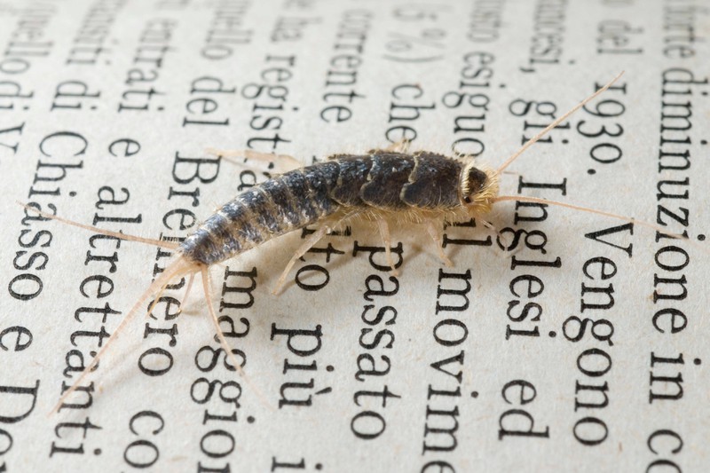 For those unfamiliar with silverfish, they are small insects that like to be in warm places in the house.