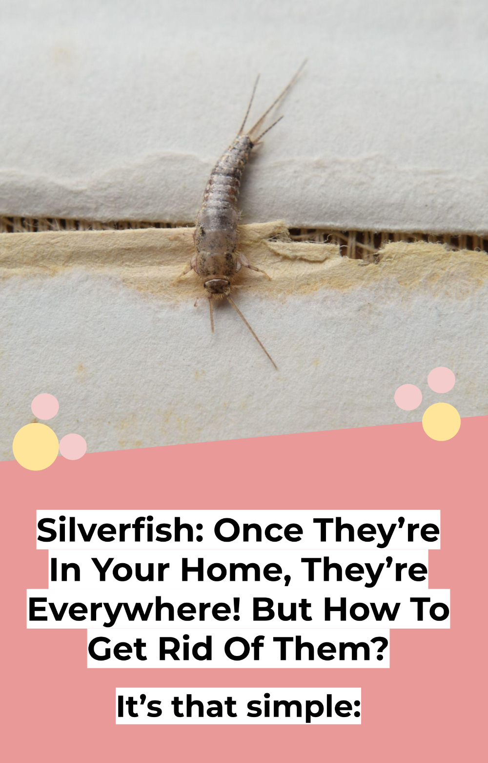 Silverfish Where They Come From And What To Do To Get Rid Of Them