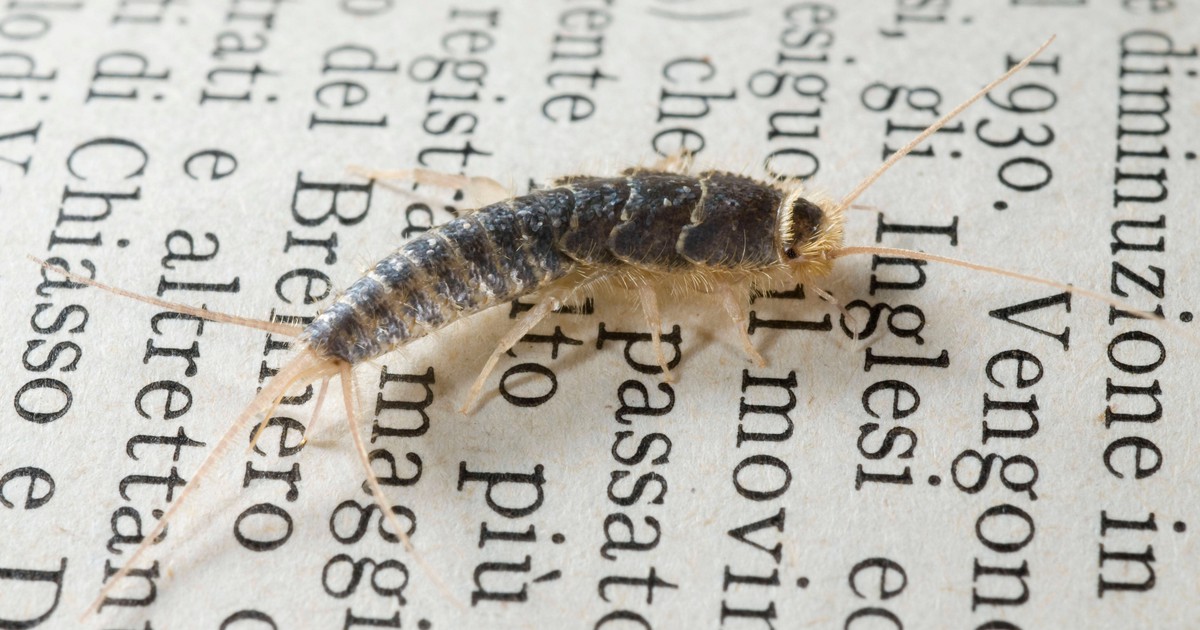Silverfish: Where They Come From And What To Do To Get Rid Of Them