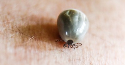 Here's Why You Should Never Flush A Tick Down The Toilet!
