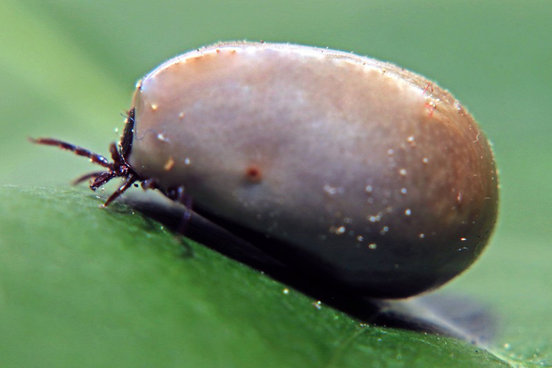 Ticks can survive many seemingly perilous situations