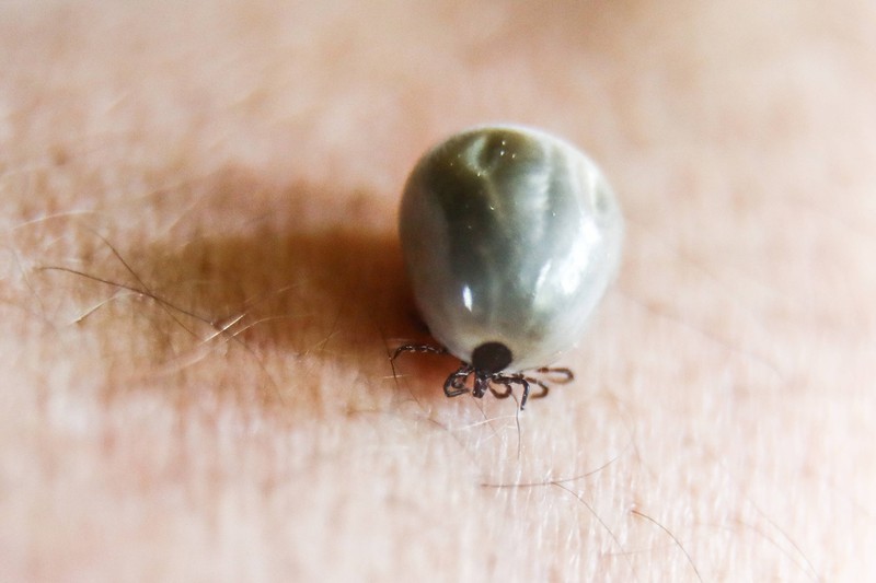 Ticks transmit Lyme disease