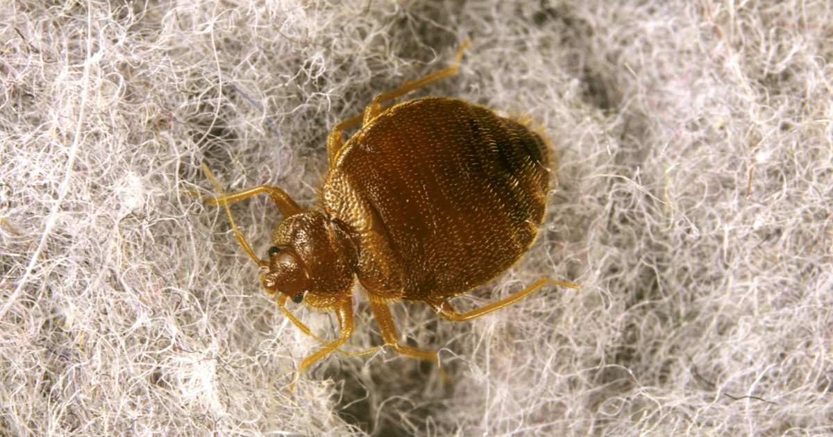 Signs That Will Tell You If You Have Bed Bugs