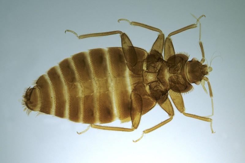 Bed bugs mutate