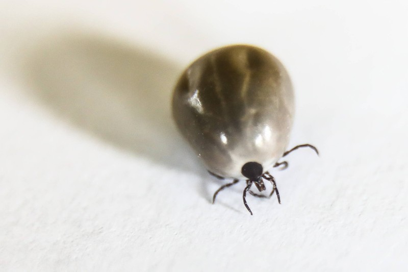 Attention aux tiques, même en hiver