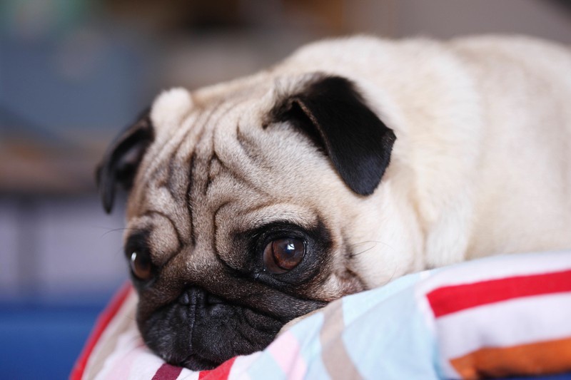 Une pression sur la tête chez les chiens peut être un signe que votre animal ne se sent pas bien.
