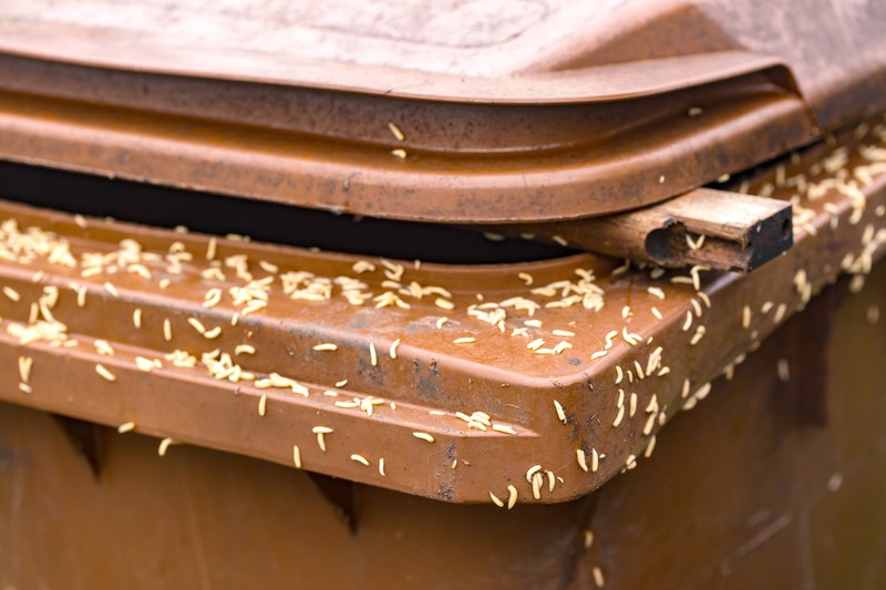 Maggots In Garbage Cans 3 Effective Hacks To Finally Get Rid Of Them   Avoiding Maggots In Your Garbage.ssee3h.scjab5.im.lg 