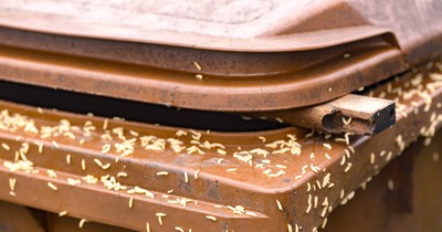 Maggots in Garbage Cans: 3 Effective Hacks To Finally Get Rid Of Them