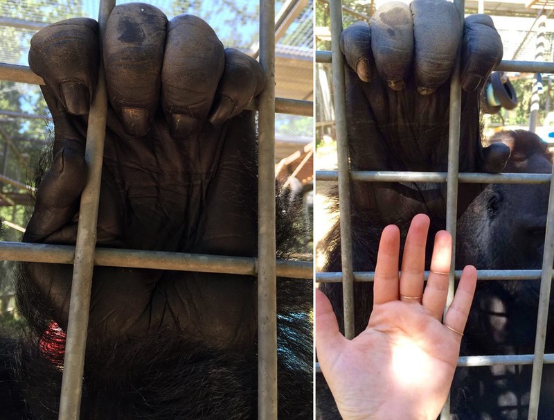 Gorilla hands are quite big