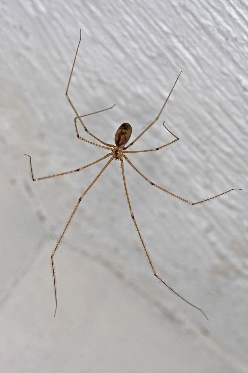 Une araignée rampe sur le mur.